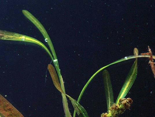 Figur 3.12 Blomstrende skudd av butt-tjønnaks (Potamogeton obtusifolius). En næringskrevende art som er blitt mer vanlig de siste 10-20 årene i nordre Øyeren. 3.4.