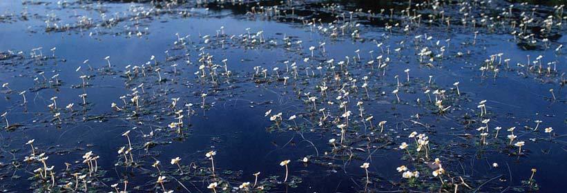 Figur 3.15 Vass-soleier (Ranunculus spp.) dekker vannflaten i Monsrudbukta med hvite blomster.
