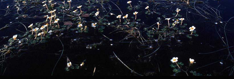 8 Hjertetjønnaks (Potamogeton perfoliatus) Denne neddykkete vannplanten (Figur 3.