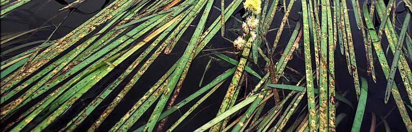 emersum) strekker både blad og blomsterstander noe mer opp av vannet (Figur 3.19). Begge disse er svært vanlige i området. Småpiggknopp (S.