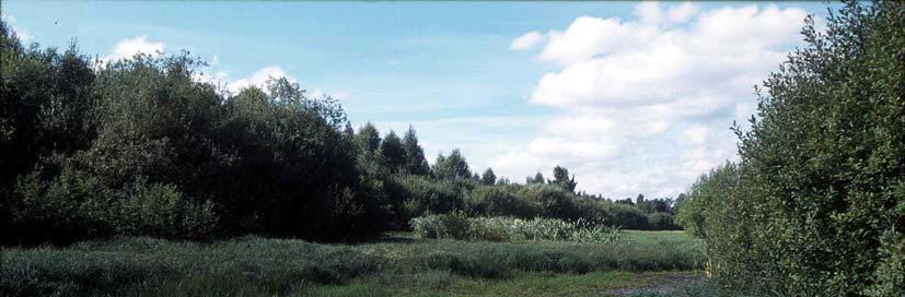 Figur 4.3 Isakbekken 1999, sett mot nord.