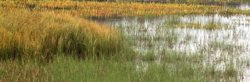 Samfunn med kjempepiggknopp (Sparganium erectum), pilblad (Sagittaria