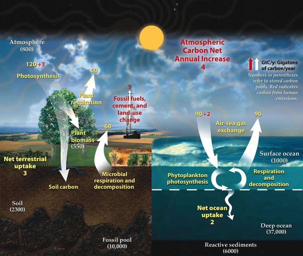 Jordens karbonsyklus Vann og planteliv binder karbon i jordskorpa I tillegg sender jordens