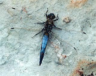 Bakgrunn Storblålibelle Orthetrum cancellatum, hann til venstre, hunn til høyre. Fotograf: Ove Bergersen. Bildene er hentet fra nettsiden https://www.artsdatabanken.no/pages/167584.