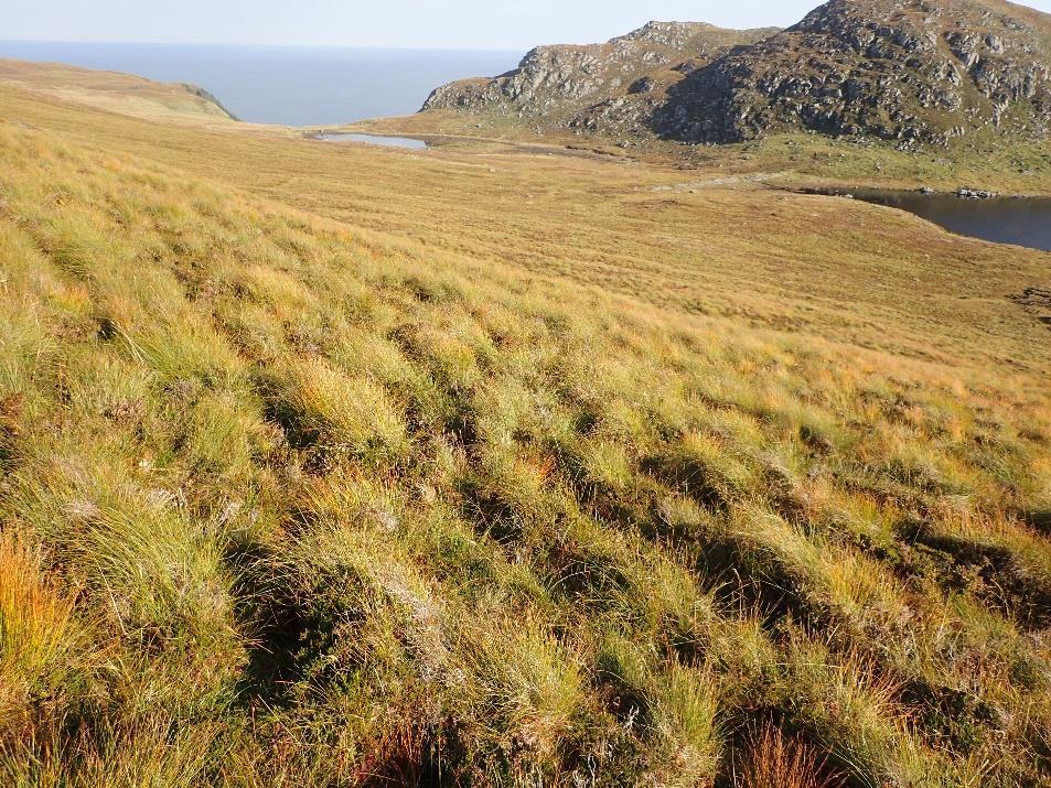 Sandshornet- Frøystolen. Foran der ser man terrengdekkende myr (lokalitet 5).