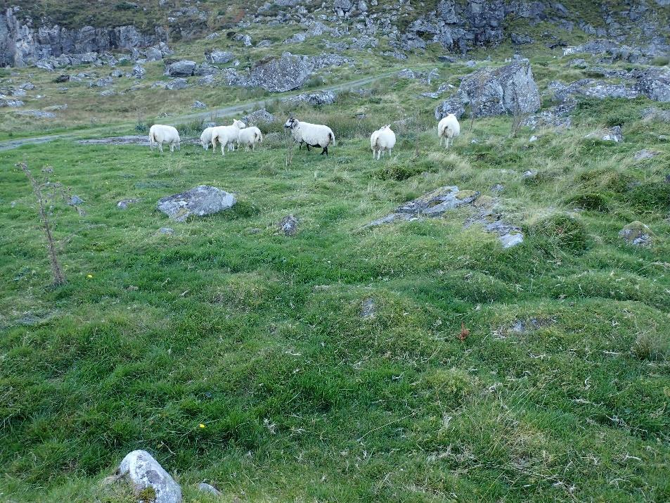 11 Nerlandsøya: Myraneset er en naturbeitemark ved