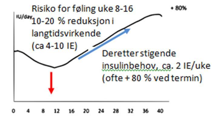 Insulinrespons gjennom svangerskapet Første trimester: Økt insulinsensitivitet Økt