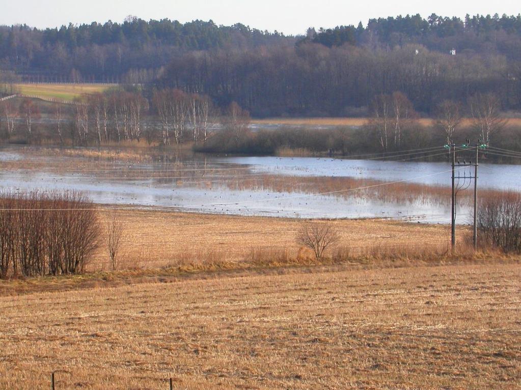 Flommark på vestsiden av Vassbånn 1. mai 2003, dvs sørenden av Borrevannet. Her er konsentrasjonene av våtmarksfugl og artsmangfoldet høyest i hele Borrevannsområdet under trekket.