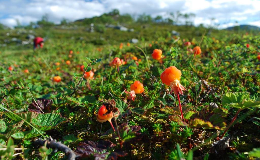 Landskonferanse i palliasjon Bodø 13.