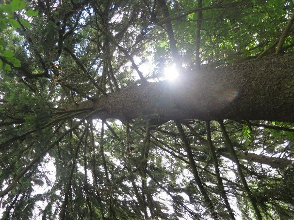 Det er ellers et visst potensial for jordboende sopp knyttet til rik mark med hassel og gran, samt andre insekter som finnes i denne typen miljøer i Indre Oslofjord.