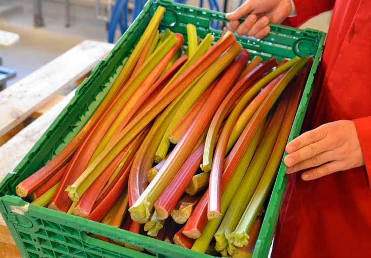 Rabarbra: I juni kommer kasser på kasser av årets rabarbra til Askim Frukt- og bærpresseri. de klassiske produktene.