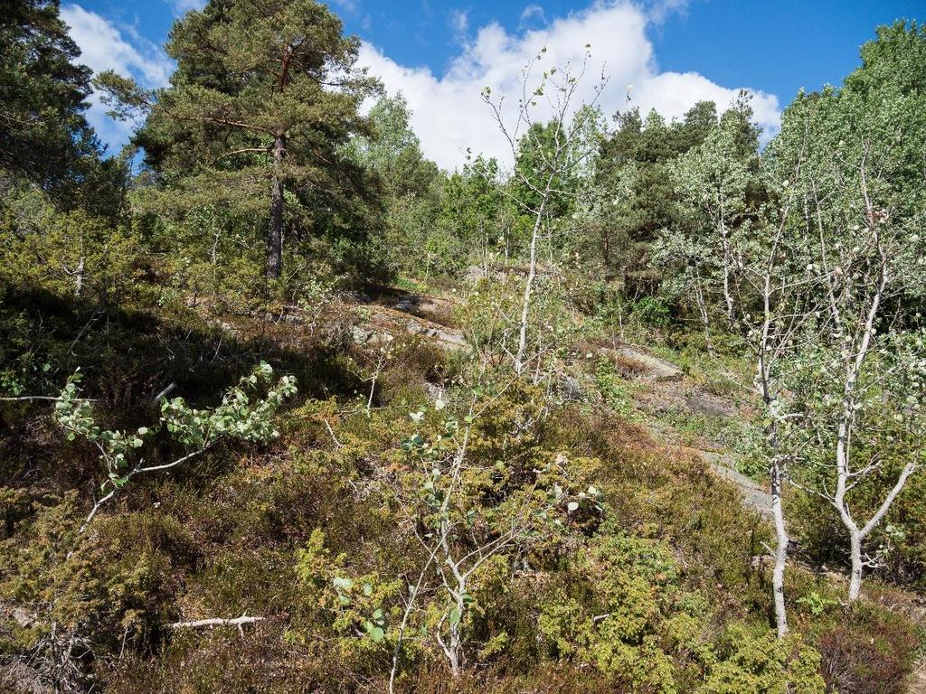 Sone 2 I sone 2 er det et furudominert området hvor det over lang tid blitt hogd ned trær for å bedre utsikten for hyttene som befinner seg i overkant av området.