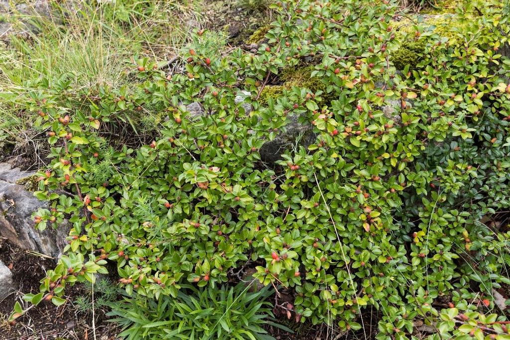 Bekjempelsesmetoder vil variere noe for de ulike artene: Urter Luking av plantene vil som regel være tilstrekkelig, men dette må gjøres over flere år helt til forekomstene er fjernet helt.