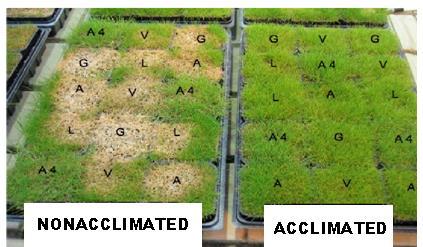 Herding induserer resistens mot microdochium flekk Smitta planter ble oppbevart 12 uker ved 0.