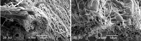 Herdet og resistent sort i forhold til mottakelig sort av rughvete Mer kompakt og integrert struktur av cellulose med tykkere og lengre fibre Cellevegger med begrenset vannopptak og større