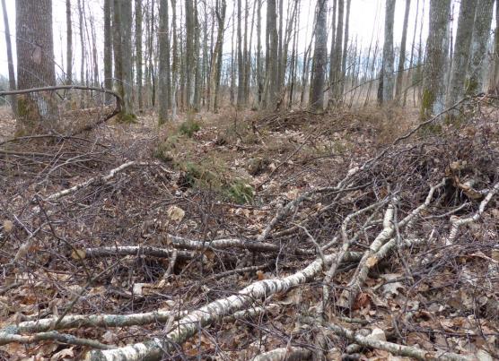 OVERSKUDD AV TILGJENGELIGE BIOMASSE Halm: ~ 1 Mt/år Skogavfall (GROT): ~ 1 Mt/år Billig, finnes på gården, Konkurranse med husdyrhold