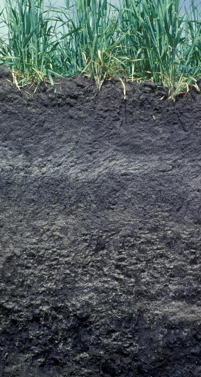 Biokull: en naturlig del av karbon kretsløpet Boreal skog Temperert landbruksjord Terra preta 1-5%