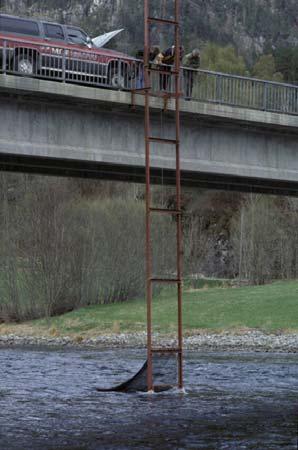 Figur 4. Smoltfella som ble benyttet i Suldalslågen. Fangstposen er ikke nedsenket. Foto: Jan Henning L`Abée-Lund. 4.2 Analyser All fisk ble bestemt til art, klassifisert som smolt, vill eller utsatt (utsatt med avklippet fettfinne) eller parr, lengdemålt til nærmeste mm og veid til nærmeste,1 g.