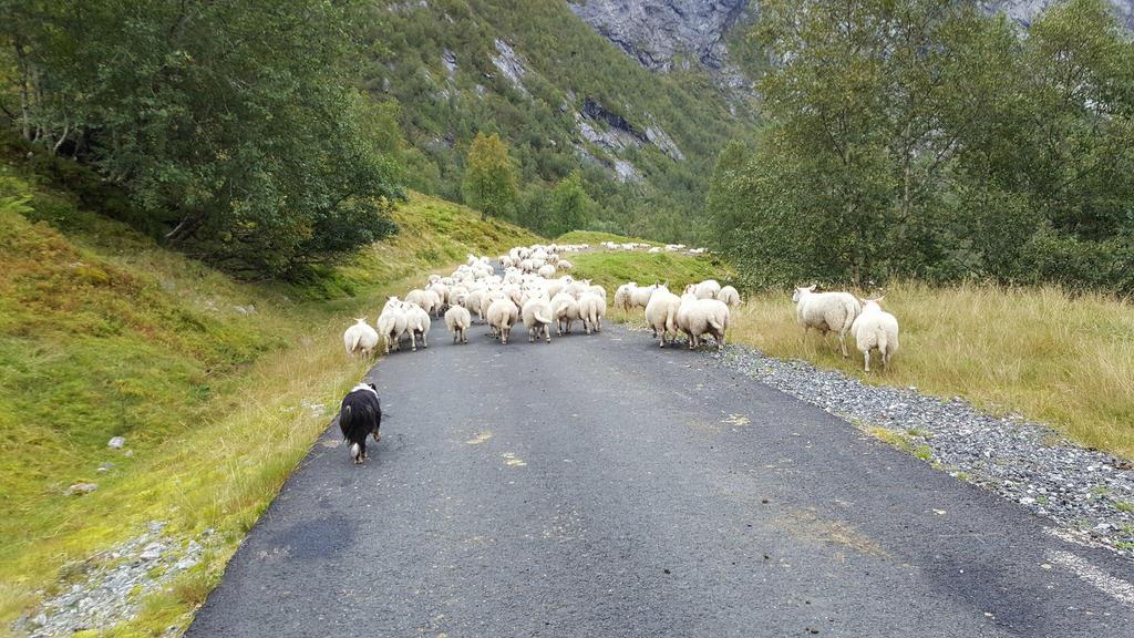 Kåringsjå: 30 september Osøyro Os Eit samarbeid med Askøy, Sotra og Bergen og Os sau og geit. Det var stilt 144 dyr. 116 stk Kåra. Av desse var 26 lam frå Osterøy, 22 kåra.