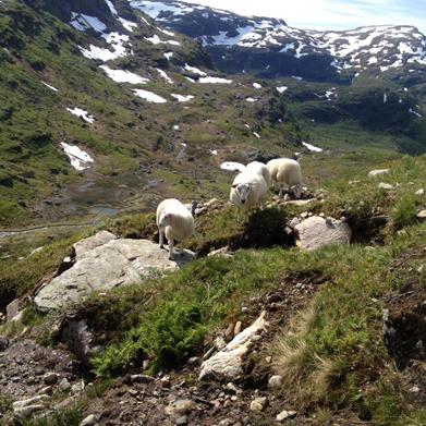 Årsmelding 2015 Årsmøtet for meldings året 2014 vart halde på Grønskaret 11. februar. Mons Kjetil Vevle leia møtet.