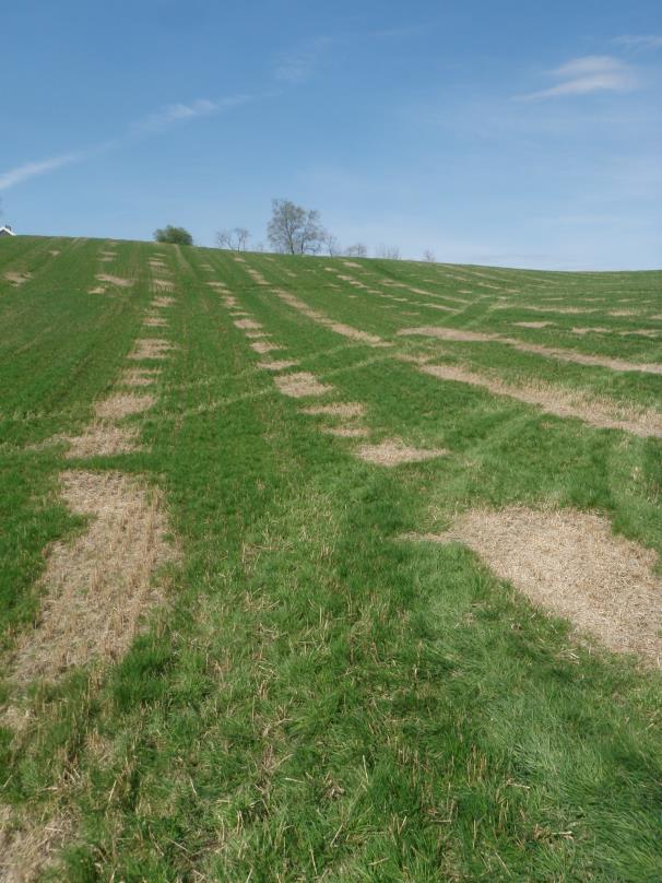 Ved etablering av engkvein med korn som dekkvekst er det viktig med tilstrekkelig veksttid til å sikre god etablering av graset etter tresking av dekkveksten.