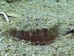 Stort kamskjell som miljøindikator Øivind Strand Stort kamskjell Pecten maximus lever på sandbunn, delvis nedgravd med sin flate skalldel i flukt med sedimentoverflaten (Figur 6.54).