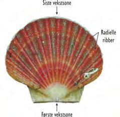 KAPITTEL 6 Radiære ribber Figur 6.55 Overfl aten til et stort kamskjell. Skallet vokser i vifteform ut fra et vekstsenter (første vekstsone).