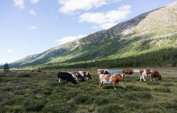 Beiteseminarer i Oppland siste år 1. 2009-2012: 3-årig beitebruksprosjekt for hele fylket 2. September 2013: To dagers beiteseminar på Beitostølen 3. 23. sept 2014: Beiteseminar i Espedalen bl. a.