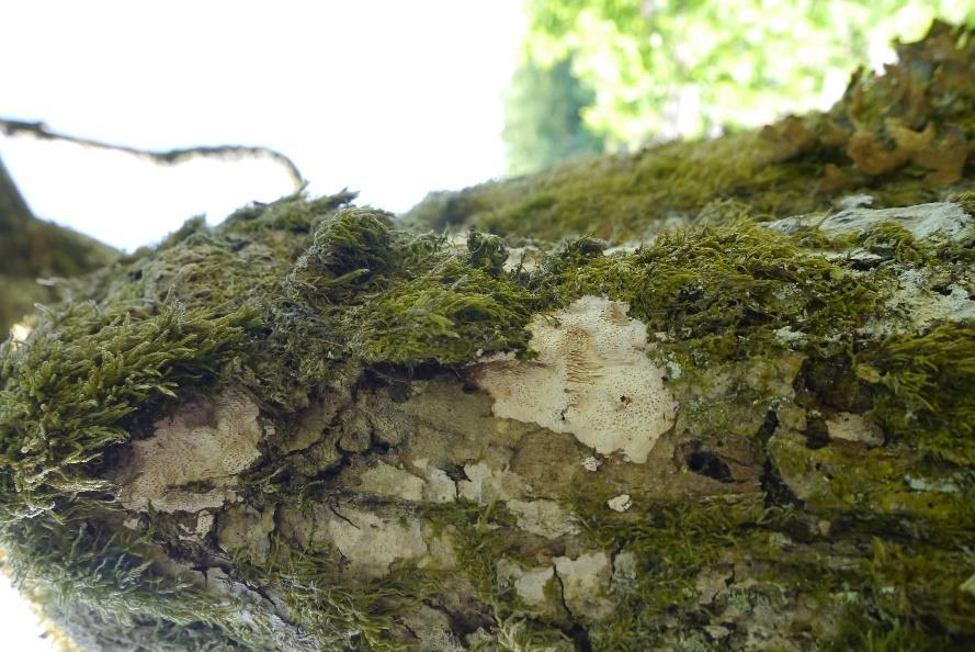 Bildet t.v. viser eikegreinkjuke Pachykytospora tuberculosa (NT) og kystnever Lobaria virens t.h. fra kollen nord for Hogsrødmyrane. Foto: J.G.