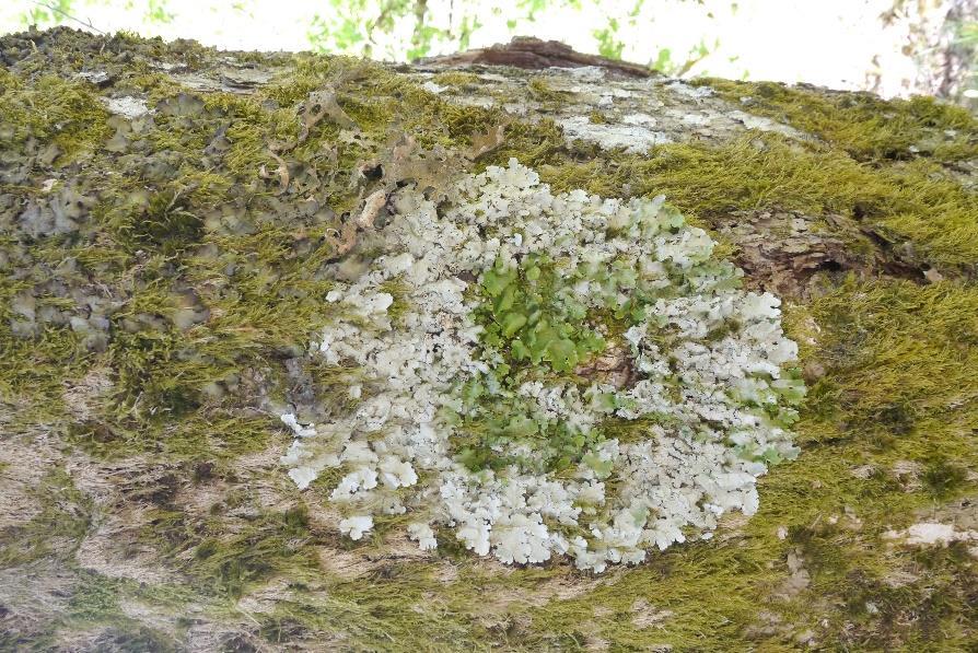 naturmangfoldloven, hvorav 3 ble vurdert som svært viktige (A-verdi), 6 som viktige (Bverdi) og 8 som lokalt viktige (C-verdi).