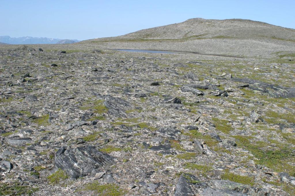 Naturmiljø biologisk mangfold Hammerfest vindpark Figur 4.3 Dvergbjørk-kreklingrabb i blokkmark.