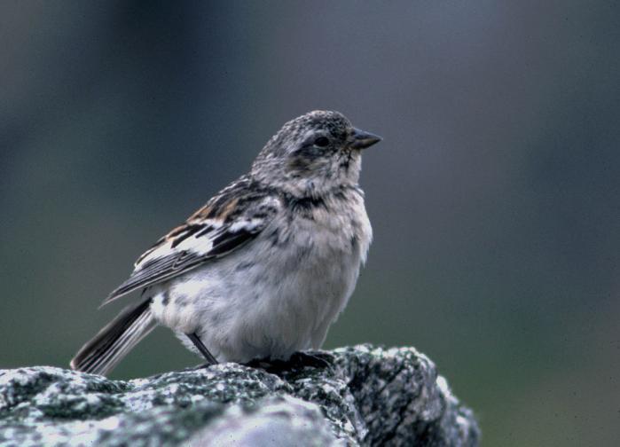 Naturmiljø biologisk mangfold Hammerfest vindpark Verdivurdering av vegetasjon og flora Planområdets verdi med hensyn til sjeldenhet og sårbarhet av vegetasjon og flora vurderes som liten.