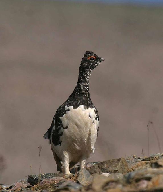 Naturmiljø biologisk mangfold Figur 4.6 Fjellrype, norsk ansvarsart. Ekskrementer av lemen (norsk ansvarsart) ble registrert i enkelte våte partier med vegetasjon innenfor planområdet.