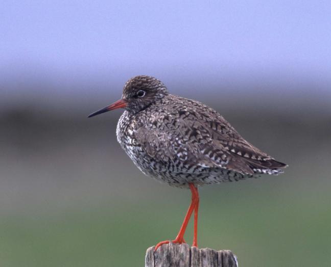 Naturmiljø biologisk mangfold Hammerfest vindpark Figur 4.7 Rødstilk, norsk ansvarsart.