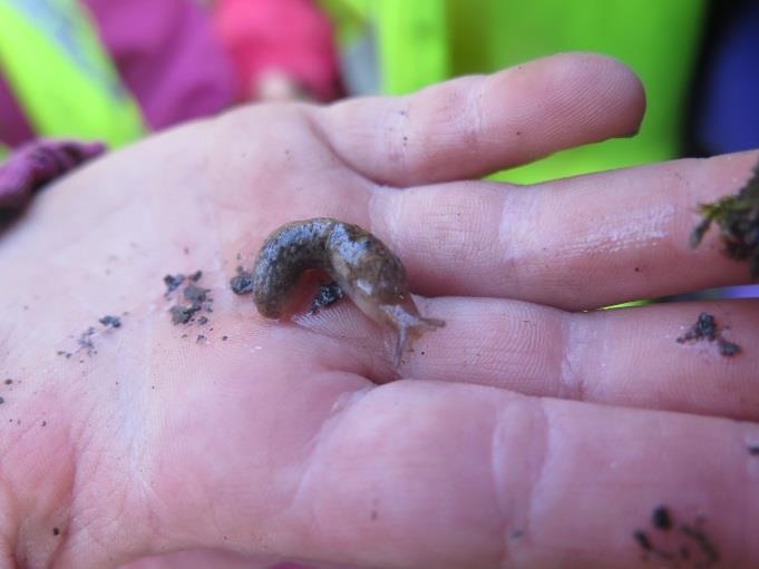 Uteliv: Barna har vært veldig opptatte av snegler ute. De har funnet mange snegler og de har oppdaget hvor sneglene bor. Se de bor her under treet.