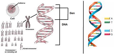 FARGEGENETIKK Del 1: Introduksjon til genetikk av Cecilie Schleer Genetikk er læren om biologisk arvelighet.