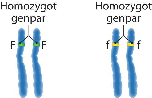 Oppsummering: I en cellekjerne har vi DNA. DNA består av mange gener. Genene er bygd opp av kromosomer og kromosomene er igjen bygd opp av flere alleler.