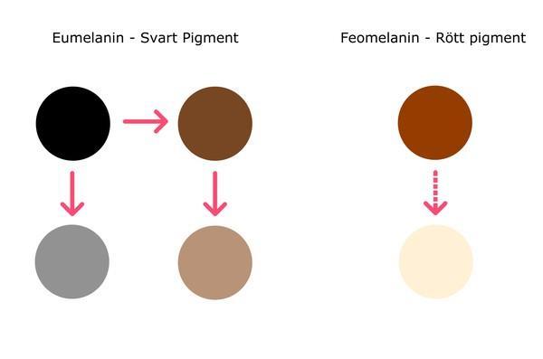 De aller fleste hunder har både eumelanin og feomelanin i pelsen.