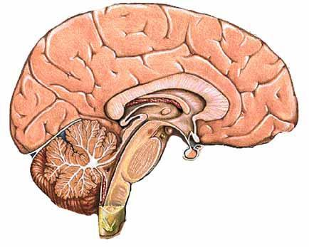 Epilepsikirurgi Finnes det et område i hjernen der epilepsien starter?