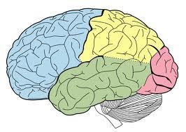 Hjernens inndeling Frontallappen/ Pannelappen Tinninglappen: