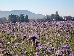 Honningurt og pollinering i rødkløvereng Rødkløver krever lang veksttid, samt godt varmt vær under blomstring og frømodning. Lokalklimatiske forhold har derfor stor betydning.