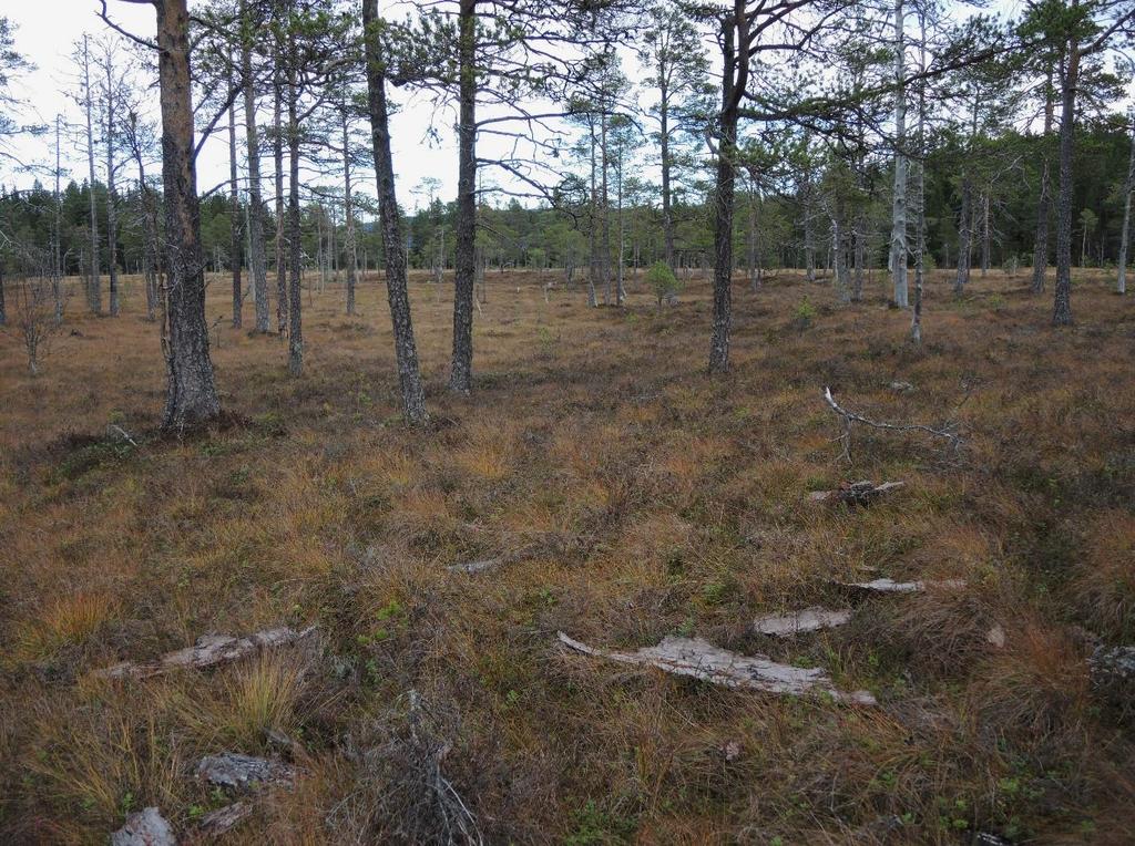 Figur 4. Typisk, og godt utvikla kantskog på Fuglmyra, Klæbu.