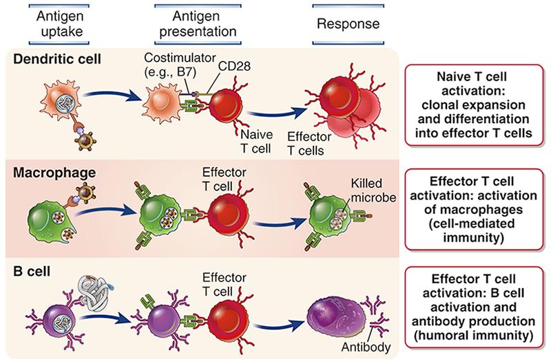 Profesjonelle antigen presenterende celler (APC)