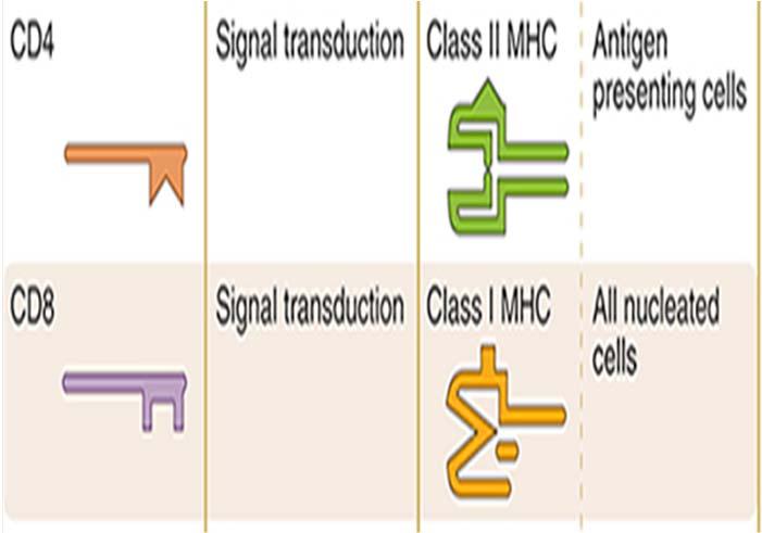 MHC (Major Histocompatibility Complex Molecules) hos mennesker HLA (Human Leukocyte Antigen)