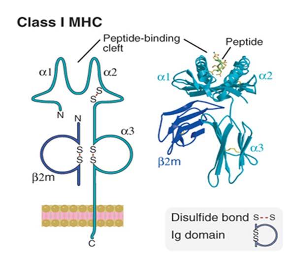 Struktur for HLA klasse I molekylene som presenterer peptid antigen HLA-A, HLA-B, HLA-C er glykoproteiner på