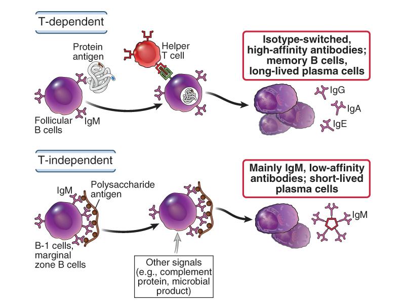 uavhengig antistoff respons Immunglobulin (Ig)