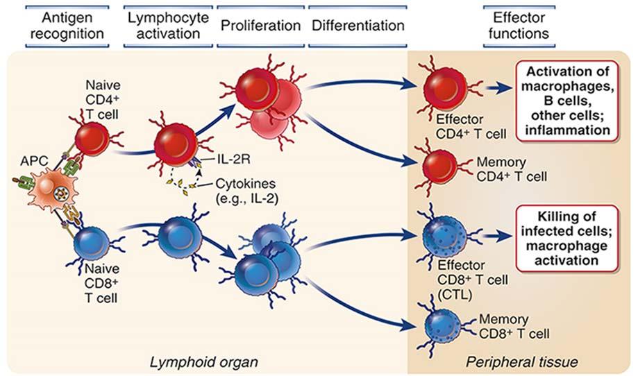 T lymfocyttene reagerer med egne