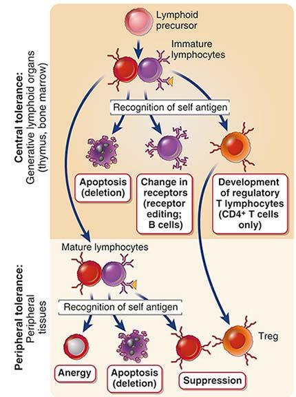 Sentral og perifer toleranse for B og T lymfocyttene Brudd på toleranse fører til autoimmunitet 95 % av B