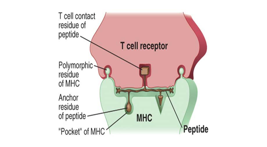 perifert vev fører til utvikling av anergi (lymfocyttene reagerer ikke på stimuli) T-celle mediert
