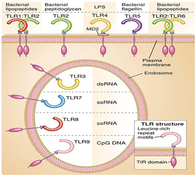 Toll like reseptorer (TLR) utgjør en stor gruppe PRR To eksempler: TLR 4 binder til LPS (lipopolysakkarid) på gram
